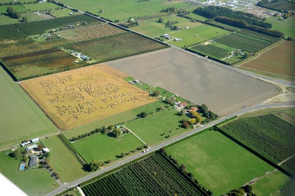 Maze n Maize